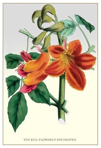 The Bell-Flowered Spathodea- Fine Art Giclee Print 24" x 36"