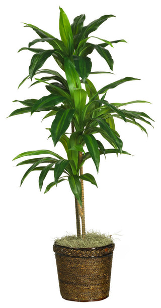 Full plant in a basket on a white background showing entire product