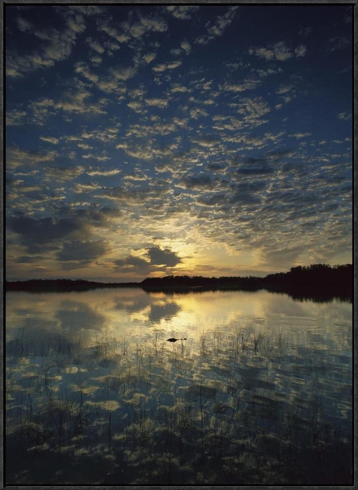 American Alligator In Nine-Mile Pond, Everglades National Park, Florida, 24"x32"