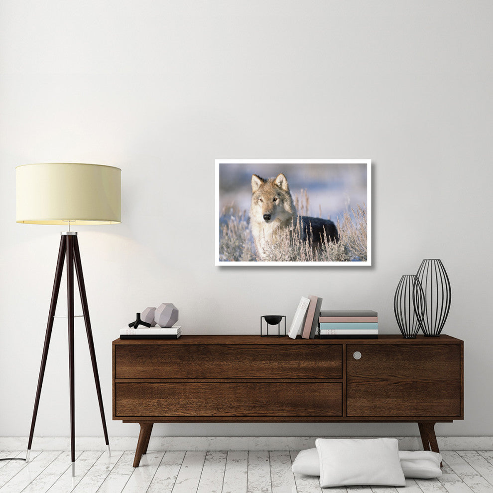 "Timber Wolf portrait, North America" Paper Print by Tim Fitzharris, 38"x26"