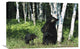 "Black Bear Sow Scratching On Birch Tree With Cub, North America" Artwork