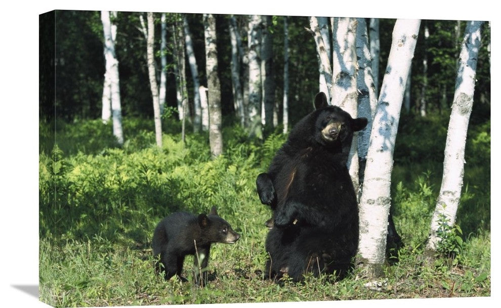 "Black Bear Sow Scratching On Birch Tree With Cub, North America" Artwork