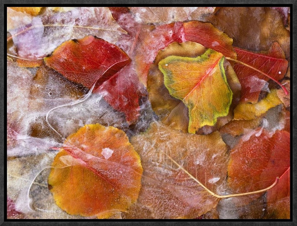 "Cottonwood frozen leaves, North America"  by Tim Fitzharris, 17x13"