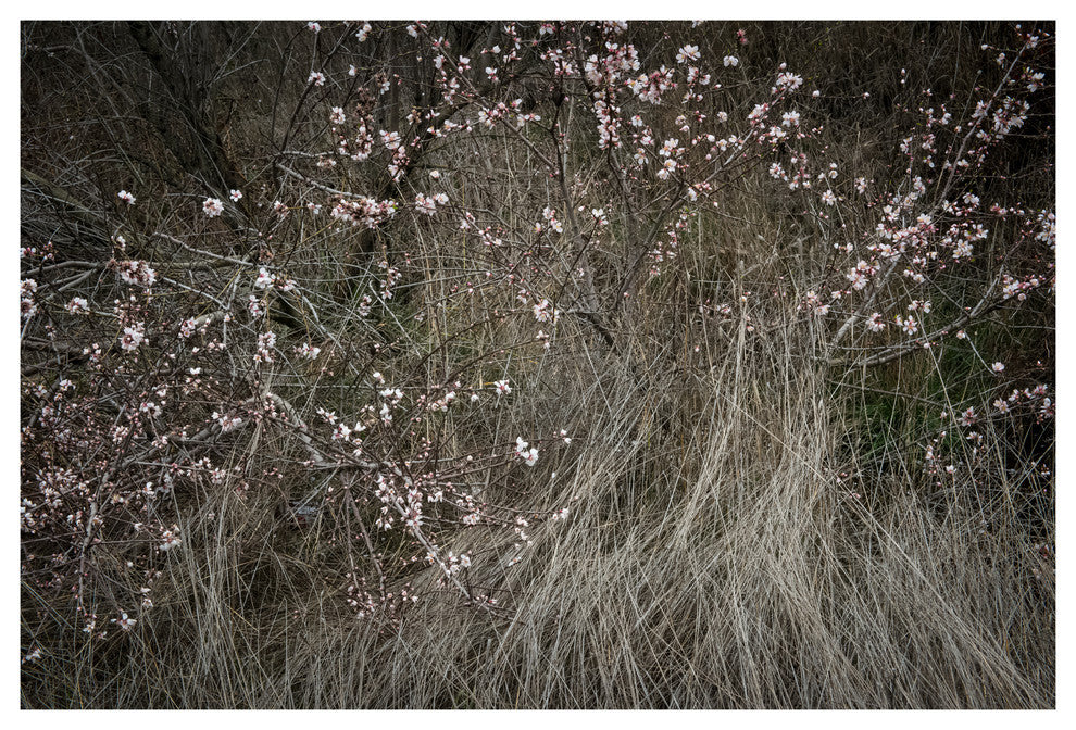 PETALUMA ROAD TRIP #3, 24x36