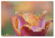 Cora Niele ''Tulip Crispa'' Canvas Art