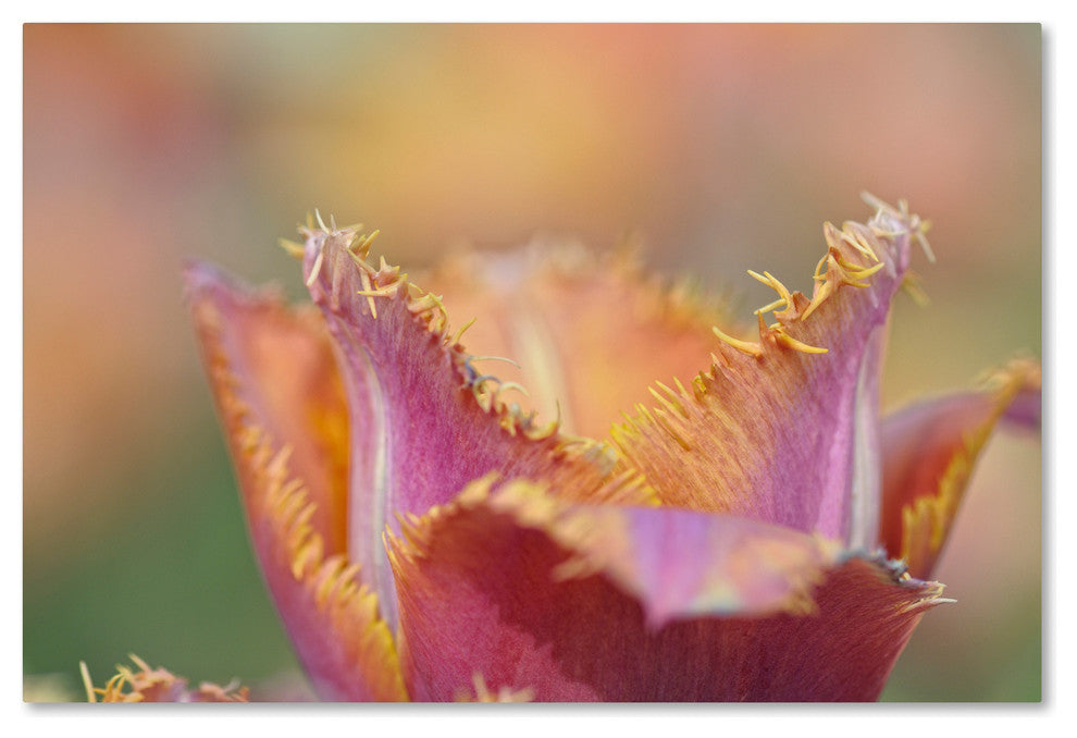 Cora Niele ''Tulip Crispa'' Canvas Art