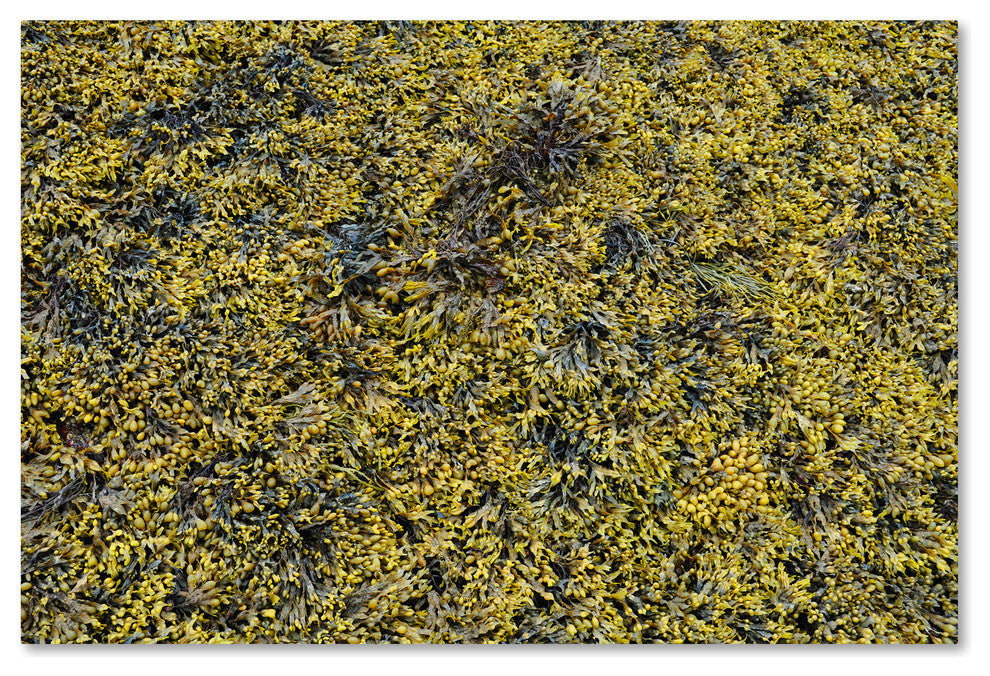 Nicole Dietz 'Seaweed' Canvas Art, 19x12