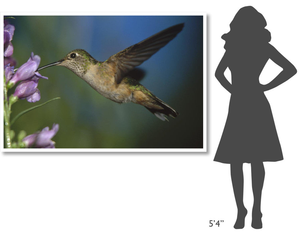 "Broad-tailed Hummingbird feeding on nectar" Paper Art, 62"x42"
