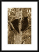 "Black Bear two cubs in tree, Orr, Minnesota"  by Matthias Breiter, 20x26"