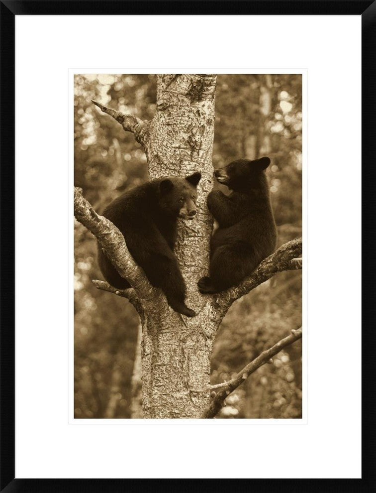 "Black Bear two cubs in tree, Orr, Minnesota"  by Matthias Breiter, 20x26"