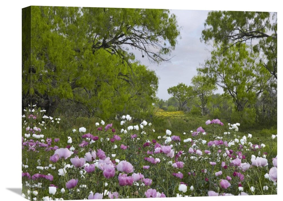 "Long Pricklyhead Poppy Field Near Christine, Texas" Artwork, 24" x 18"