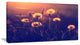 Vintage Photo Of Dandelion Garden, Large Floral Canvas Art Print, 32"x16"