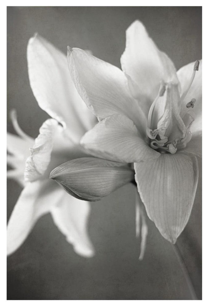 "White Amaryllis II" Digital Paper Print by Laura Marshall, 42"x62"