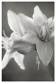 "White Amaryllis II" Digital Paper Print by Laura Marshall, 42"x62"