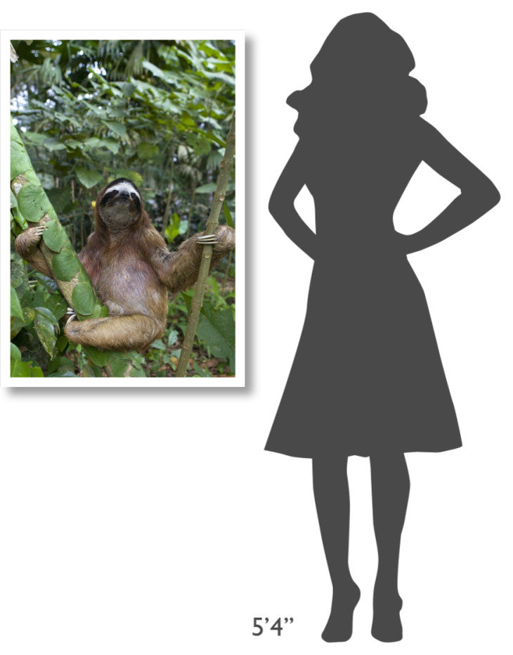 "Brown-throated 3-toed Sloth male, Aviarios Sloth Sanctuary" Paper Art, 26"x38"