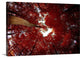 "Red Fisheyes" Wrapped Canvas Art Print, 36"x24"x1.5"