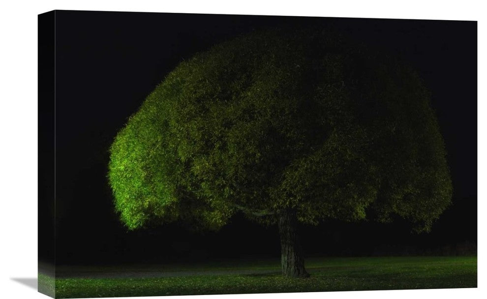 "Mushroom Tree" Stretched Canvas Giclee by Stelios Kirtselis, 22x15"