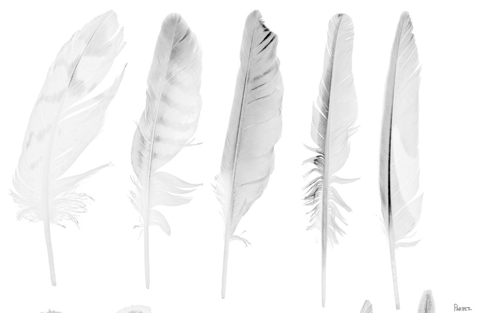 "Five White Feathers" Artwork