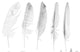 "Five White Feathers" Artwork