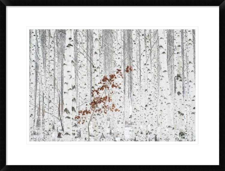 "From White" Framed Digital Print by Donghee Han, 30x22"