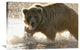 "Grizzly Bear Foraging For Salmon, Katmai National Park, Alaska" Artwork