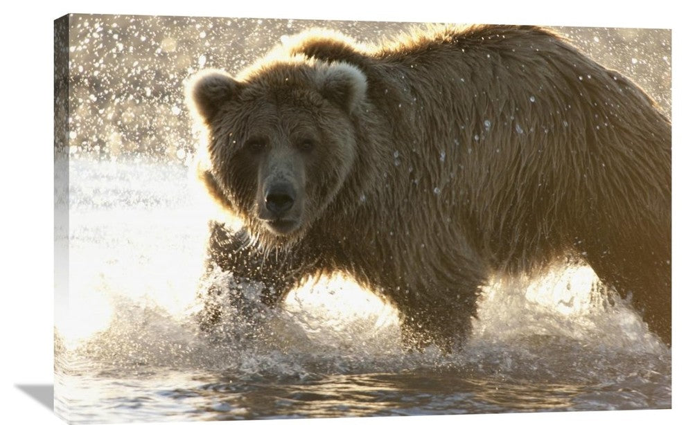 "Grizzly Bear Foraging For Salmon, Katmai National Park, Alaska" Artwork