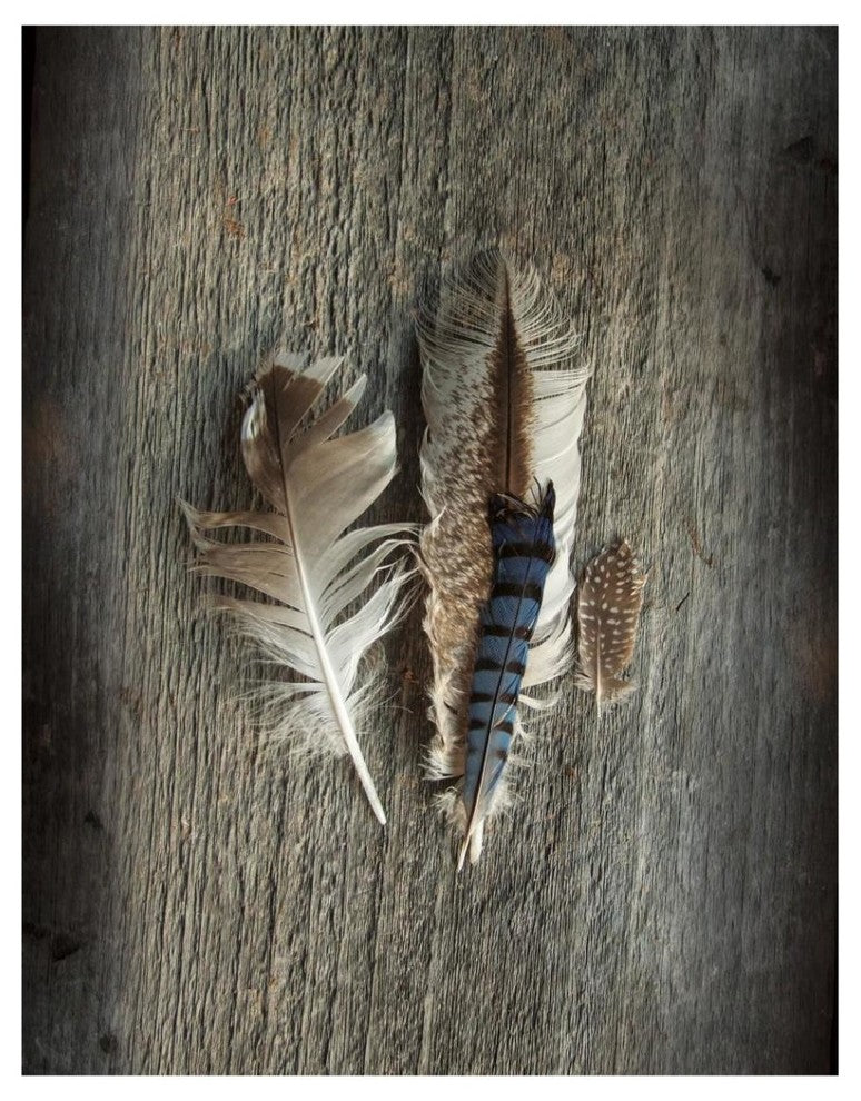 "Feather Collection III" Digital Paper Print by Sue Schlabach, 32"x42"