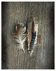 "Feather Collection III" Digital Paper Print by Sue Schlabach, 32"x42"
