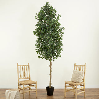Lifestyle photo showing ficus tree in a living room with chairs; real environment.
