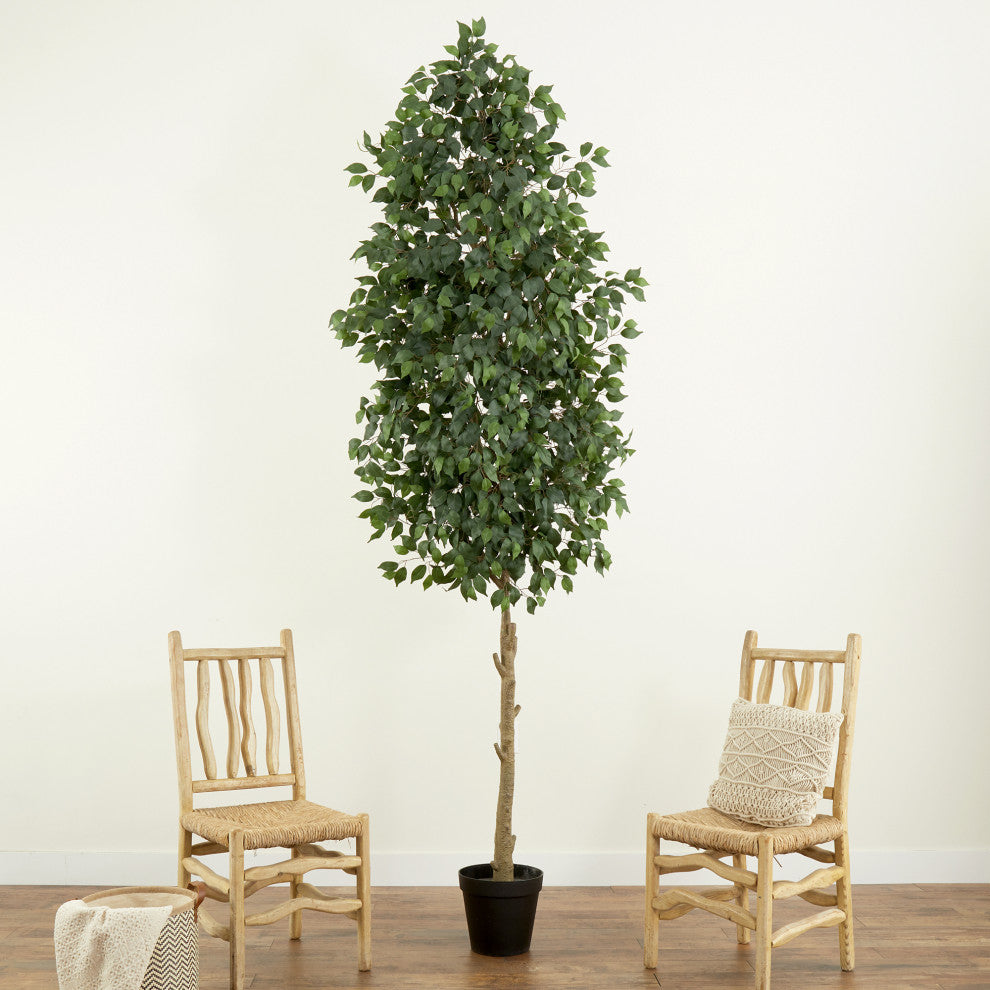 Lifestyle photo showing ficus tree in a living room with chairs; real environment.