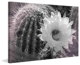 "Desert Queen" Painting Print on Canvas by Robertson