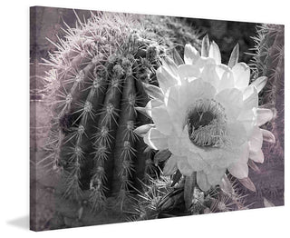 "Desert Queen" Painting Print on Canvas by Robertson