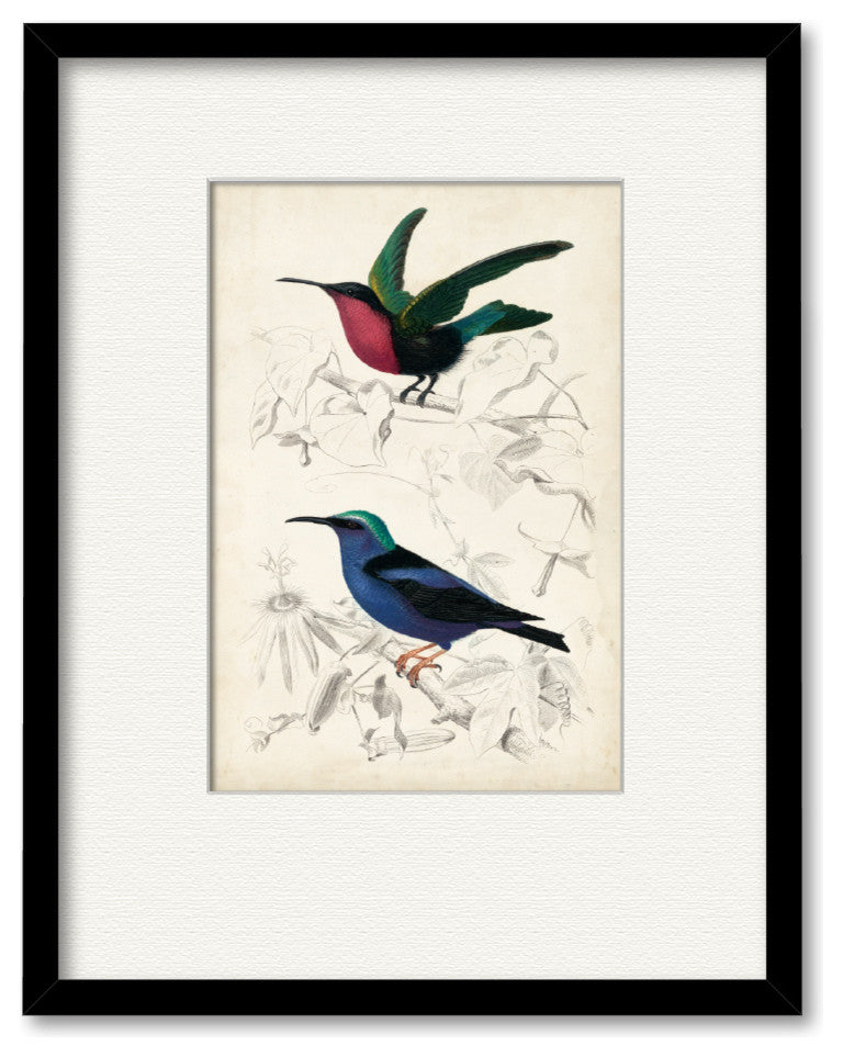 "D'Orbigny Birds I" Gallery Collection Framed Art, 16"x20"