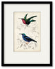 "D'Orbigny Birds I" Gallery Collection Framed Art, 16"x20"