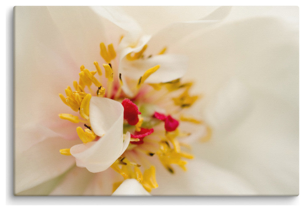 Eye of Peony Floral Nature Photography Canvas Wall Art Print, 24" X 36"