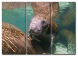 Ready2hangart Christopher Doherty Photography 'Manatee' 3-PC Canvas Art Set