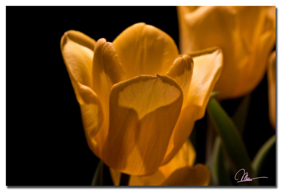 'Yellow Blooms VII' Canvas Art by Martha Guerra
