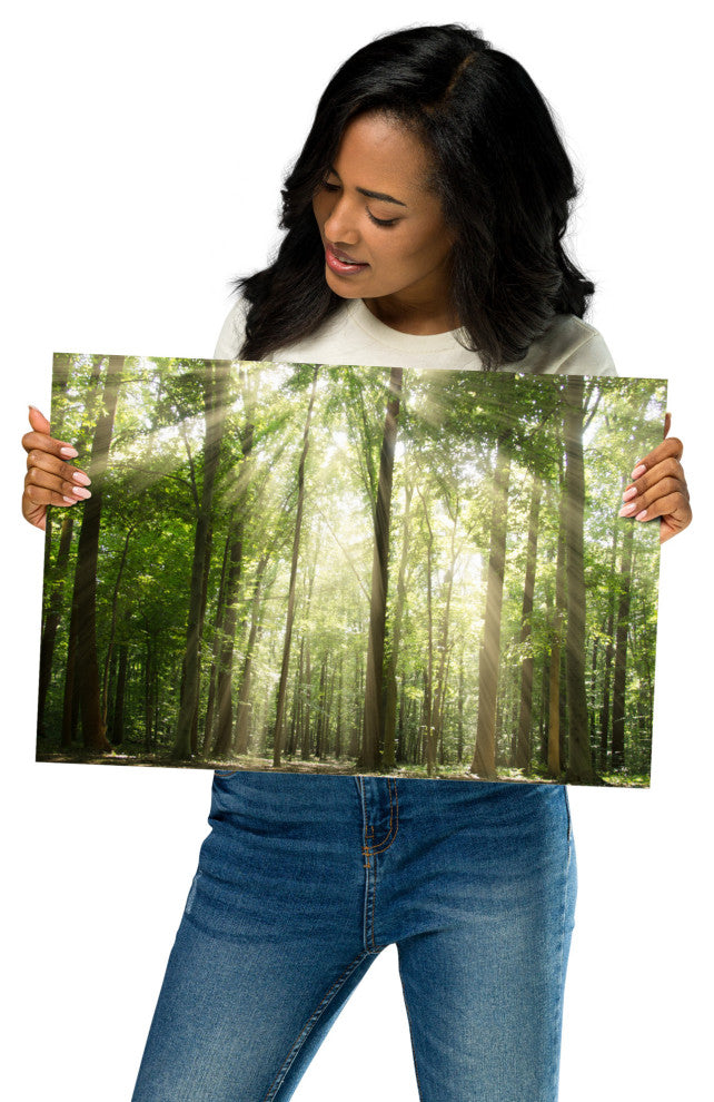 Sun Rays Through Treetops Landscape Photo Unframed Wall Art Print, 12" X 18"
