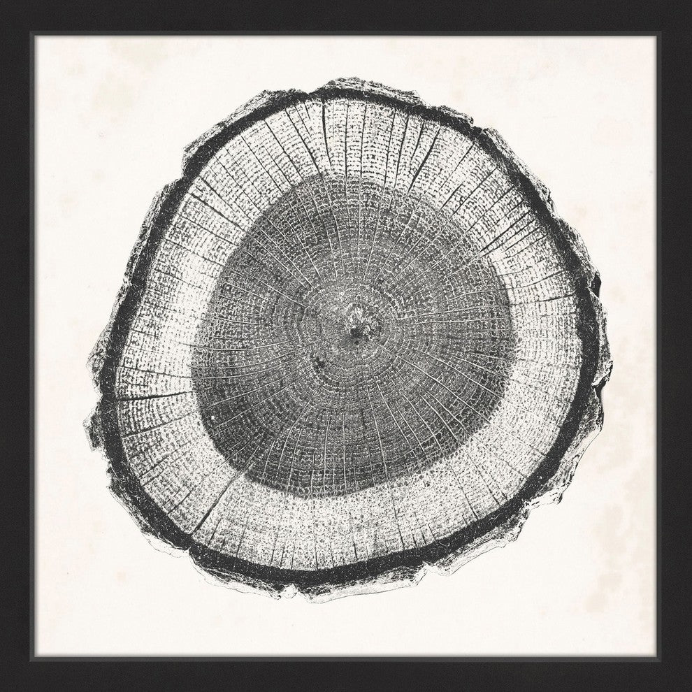 "Tree Ring II" Framed Painting Print, 18"x18"