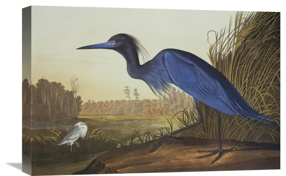 "Blue Crane Or Heron" Stretched Canvas Giclee by John James Audubon, 24"x16"