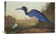 "Blue Crane Or Heron" Stretched Canvas Giclee by John James Audubon, 24"x16"