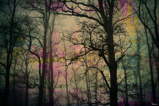 "Night Sight" Fine Art Canvas Print, 24"x16"