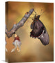 "Birth Of A Swallowtail" Stretched Canvas Giclee by Jimmy Hoffman, 12"x16"