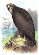 Gray, or Sea Eagle - Fine Art Giclee Print 24" x 36"