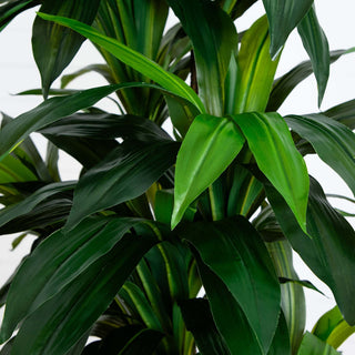 Close-up crop of leaves on white background.