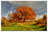 'Fall Scene II' Canvas Art by Lois Bryan