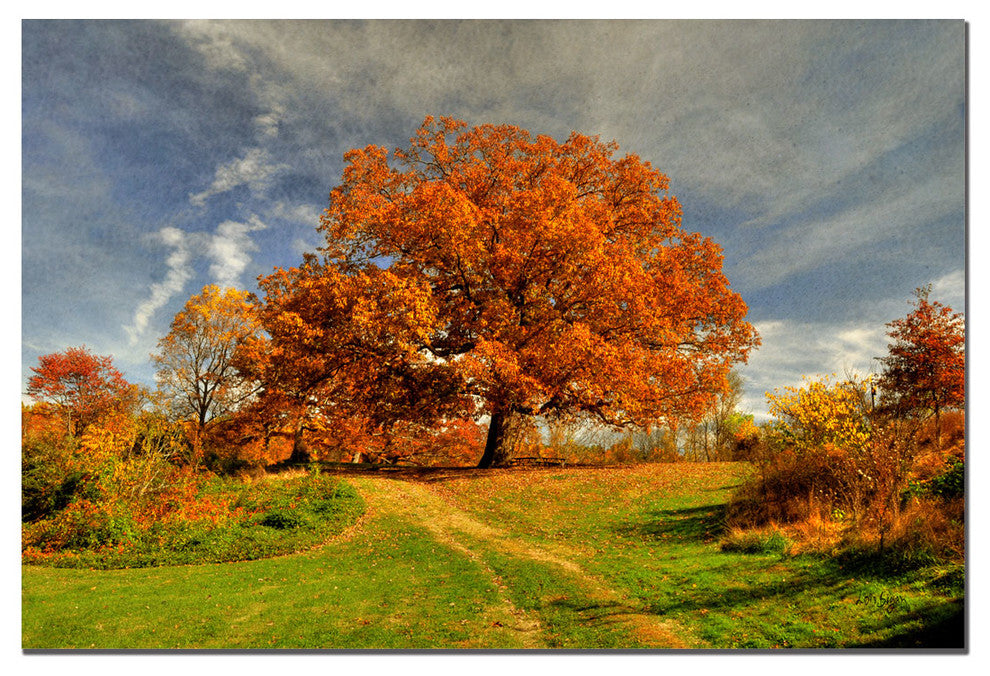 'Fall Scene II' Canvas Art by Lois Bryan