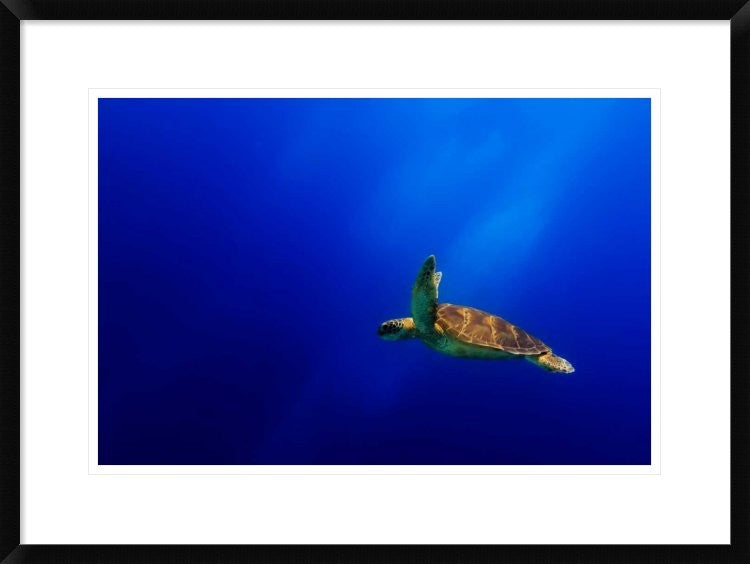 "Flying" Framed Digital Print by Mato P, 30x22"
