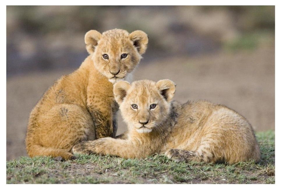 "African Lion cubs, vulnerable, Masai Mara National Reserve" Paper Art, 26"x18"