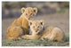 "African Lion cubs, vulnerable, Masai Mara National Reserve" Paper Art, 26"x18"